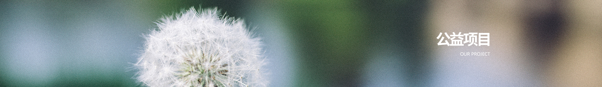 公益项目